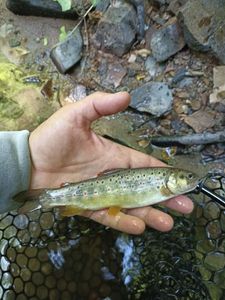 Brown Trout