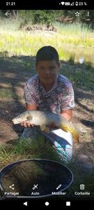 Common Carp