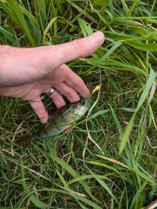 European Perch