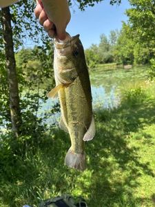 Smallmouth Bass