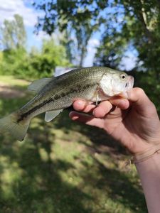 Largemouth Bass