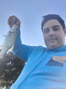 Largemouth Bass
