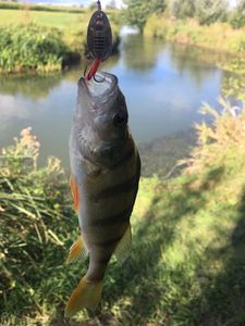 European Perch