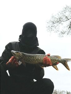 Northern Pike