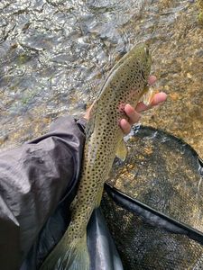 Brown Trout