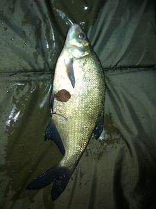 Common Bream