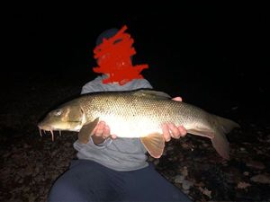 Barbel