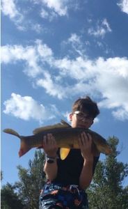 Common Carp