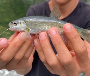 Common Dace