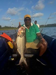 Giant African Threadfin