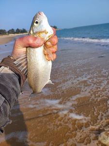 European Bass (Seabass)