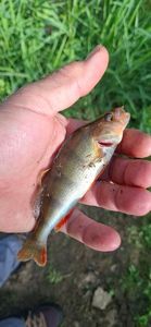 European Perch