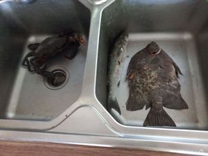 Crabe , mulet et papillons de paletuviers ( lobotte a trois queu ) 