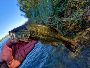 Largemouth Bass