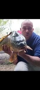 Common Carp