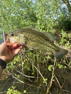 Largemouth Bass