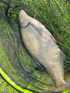 Common Bream