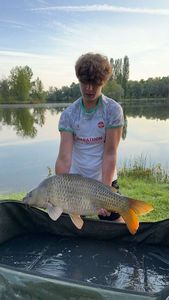 Common Carp
