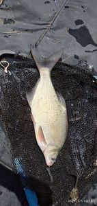 Common Bream