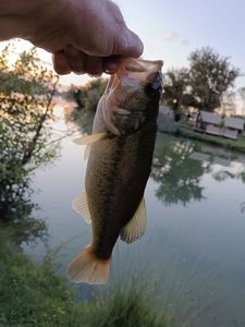 Smallmouth Bass