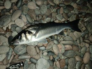 European Bass (Seabass)