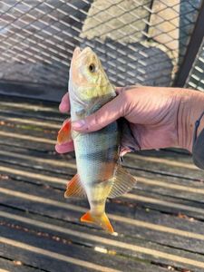 European Perch