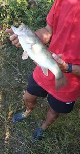 Largemouth Bass