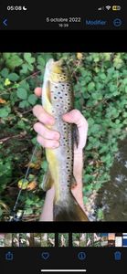 Brown Trout