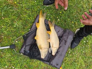 Common Carp