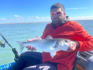 European Bass (Seabass)