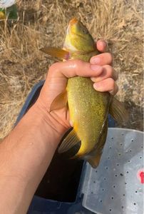 Tench