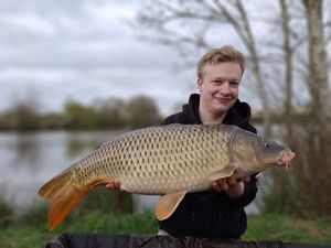 Common Carp