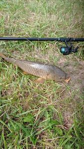 Common Carp