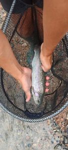 Rainbow Trout