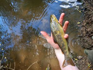 Brown Trout