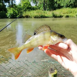 European Perch
