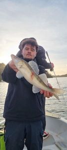 Zander
