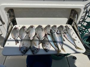 Black Seabream