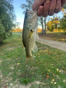 Largemouth Bass