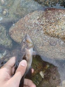 Ballan Wrasse