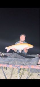 Grass Carp