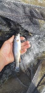 Brook Trout