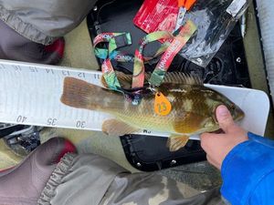 Ballan Wrasse