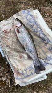Rainbow Trout