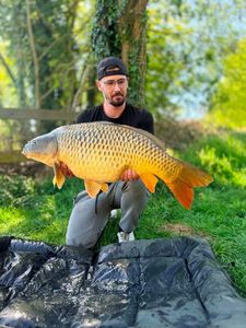 Common Carp