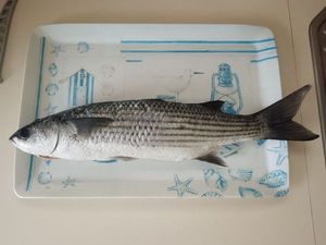 Thicklip Grey Mullet