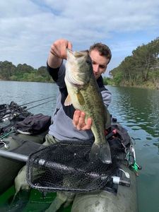 Largemouth Bass