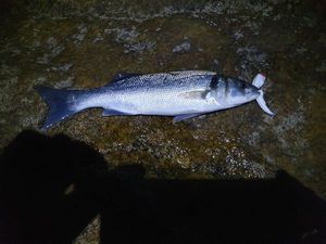 European Bass (Seabass)