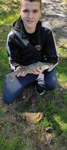 Zander