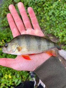 European Perch